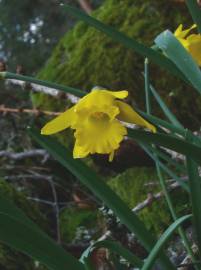 Fotografia da espécie Narcissus asturiensis