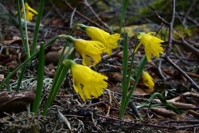 Fotografia da espécie Narcissus asturiensis