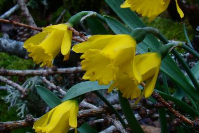 Fotografia da espécie Narcissus asturiensis