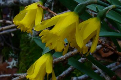 Fotografia da espécie Narcissus asturiensis