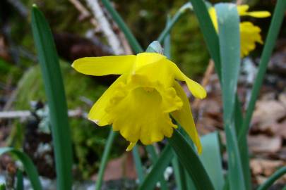 Fotografia da espécie Narcissus asturiensis