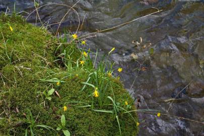 Fotografia da espécie Narcissus asturiensis