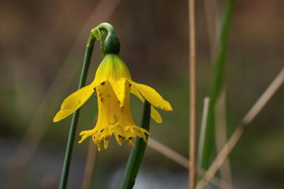 Fotografia da espécie Narcissus asturiensis