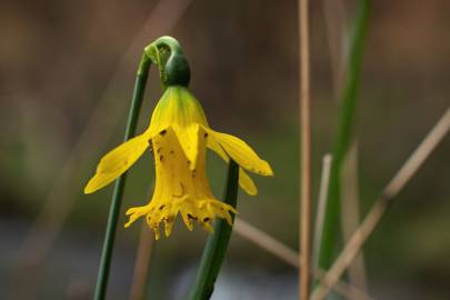 Fotografia da espécie Narcissus asturiensis