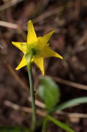 Fotografia da espécie Narcissus asturiensis