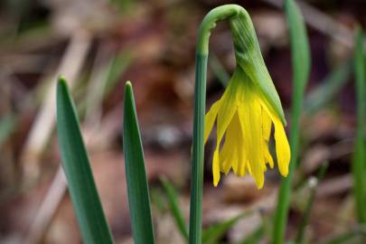 Fotografia da espécie Narcissus asturiensis