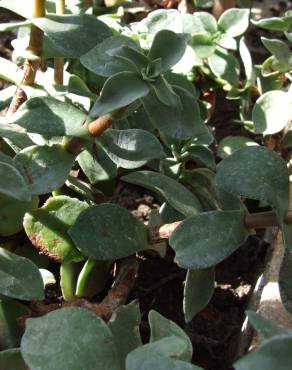 Fotografia 8 da espécie Crassula lactea no Jardim Botânico UTAD