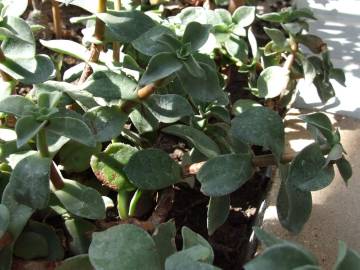 Fotografia da espécie Crassula lactea