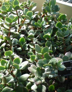 Fotografia 9 da espécie Crassula lactea no Jardim Botânico UTAD