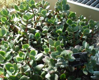 Fotografia da espécie Crassula lactea