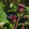 Fotografia 13 da espécie Arctium minus do Jardim Botânico UTAD