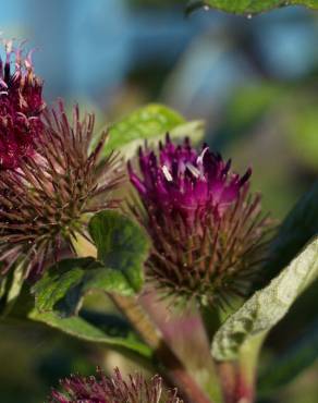 Fotografia 14 da espécie Arctium minus no Jardim Botânico UTAD