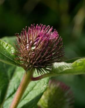 Fotografia 15 da espécie Arctium minus no Jardim Botânico UTAD