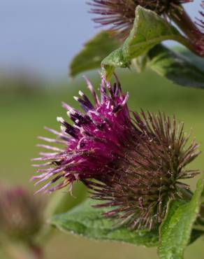 Fotografia 16 da espécie Arctium minus no Jardim Botânico UTAD