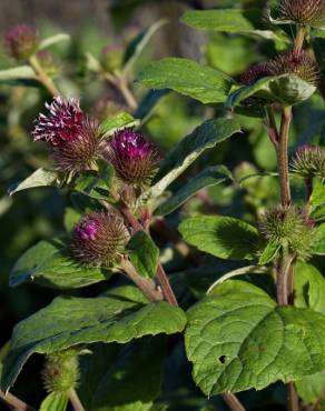 Fotografia 17 da espécie Arctium minus no Jardim Botânico UTAD