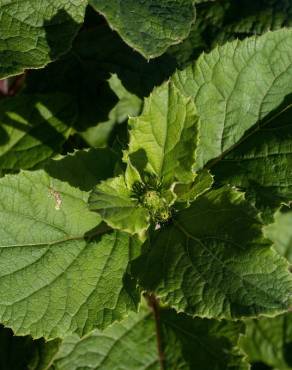 Fotografia 18 da espécie Arctium minus no Jardim Botânico UTAD