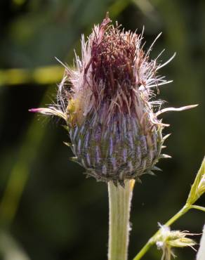 Fotografia 12 da espécie Cirsium filipendulum no Jardim Botânico UTAD