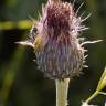 Fotografia 12 da espécie Cirsium filipendulum do Jardim Botânico UTAD