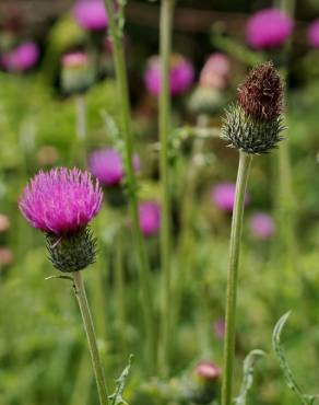 Fotografia 13 da espécie Cirsium filipendulum no Jardim Botânico UTAD