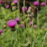 Fotografia 13 da espécie Cirsium filipendulum do Jardim Botânico UTAD