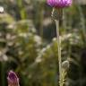 Fotografia 15 da espécie Cirsium filipendulum do Jardim Botânico UTAD