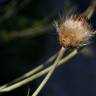 Fotografia 16 da espécie Cirsium filipendulum do Jardim Botânico UTAD