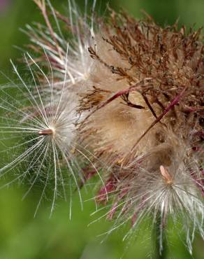 Fotografia 18 da espécie Cirsium filipendulum no Jardim Botânico UTAD