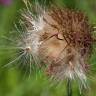 Fotografia 18 da espécie Cirsium filipendulum do Jardim Botânico UTAD