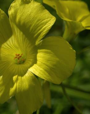 Fotografia 15 da espécie Oxalis pes-caprae no Jardim Botânico UTAD