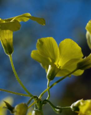 Fotografia 16 da espécie Oxalis pes-caprae no Jardim Botânico UTAD