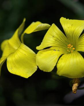 Fotografia 18 da espécie Oxalis pes-caprae no Jardim Botânico UTAD