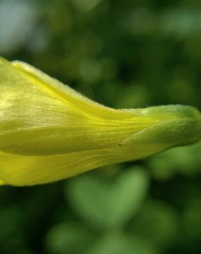 Fotografia 19 da espécie Oxalis pes-caprae no Jardim Botânico UTAD