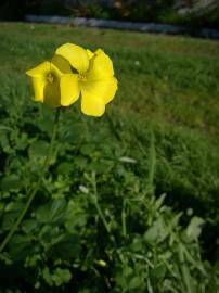 Fotografia da espécie Oxalis pes-caprae