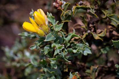 Fotografia da espécie Pterospartum tridentatum subesp. cantabricum