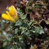 Fotografia 3 da espécie Pterospartum tridentatum subesp. cantabricum do Jardim Botânico UTAD