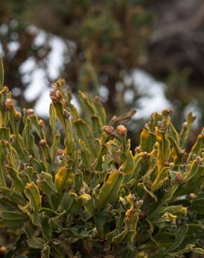 Fotografia 4 da espécie Pterospartum tridentatum subesp. cantabricum no Jardim Botânico UTAD