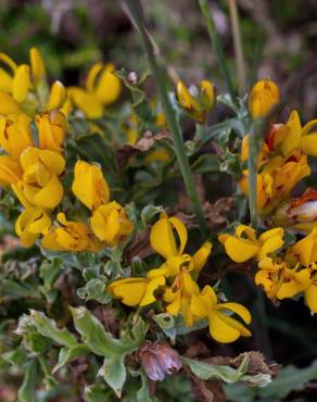 Fotografia 5 da espécie Pterospartum tridentatum subesp. cantabricum no Jardim Botânico UTAD