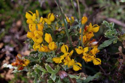Fotografia da espécie Pterospartum tridentatum subesp. cantabricum