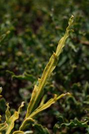 Fotografia da espécie Pterospartum tridentatum subesp. cantabricum