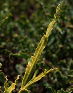 Fotografia 6 da espécie Pterospartum tridentatum subesp. cantabricum no Jardim Botânico UTAD