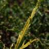Fotografia 6 da espécie Pterospartum tridentatum subesp. cantabricum do Jardim Botânico UTAD
