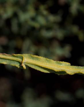 Fotografia 7 da espécie Pterospartum tridentatum subesp. cantabricum no Jardim Botânico UTAD