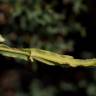 Fotografia 7 da espécie Pterospartum tridentatum subesp. cantabricum do Jardim Botânico UTAD