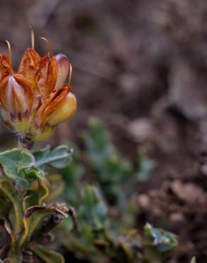 Fotografia 8 da espécie Pterospartum tridentatum subesp. cantabricum no Jardim Botânico UTAD