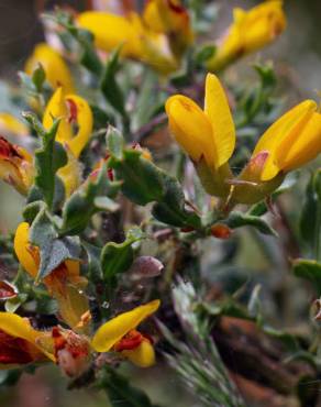 Fotografia 10 da espécie Pterospartum tridentatum subesp. cantabricum no Jardim Botânico UTAD