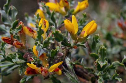 Fotografia da espécie Pterospartum tridentatum subesp. cantabricum