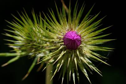 Fotografia da espécie Galactites tomentosa