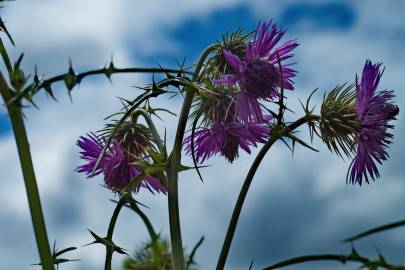 Fotografia da espécie Galactites tomentosa