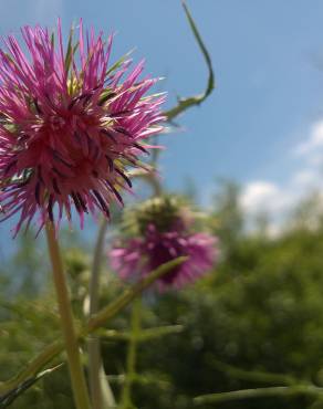 Fotografia 12 da espécie Galactites tomentosa no Jardim Botânico UTAD