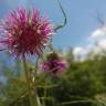 Fotografia 12 da espécie Galactites tomentosa do Jardim Botânico UTAD